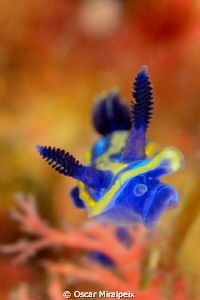Hypselodoris tricolor by Oscar Miralpeix 